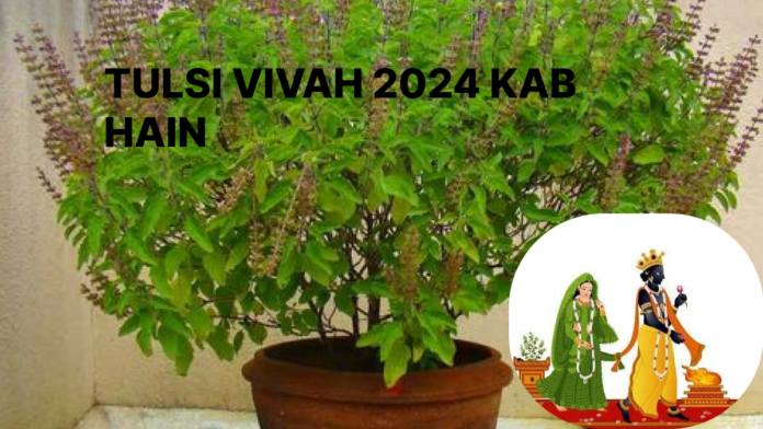 Tulsi Vivah 2024