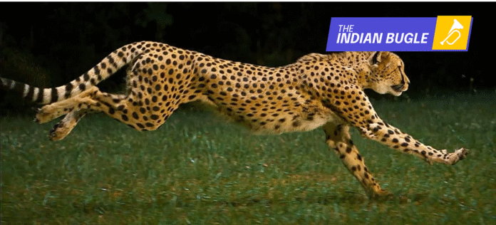 South Africa Halts Sending More Cheetahs to India