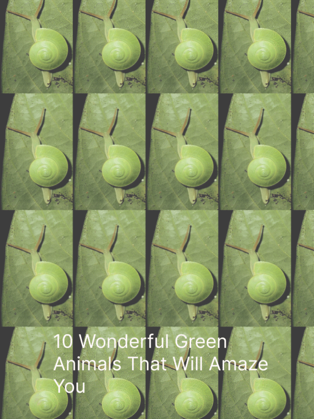 10 Wonderful Green Animals That Will Amaze You