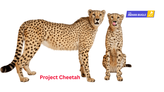 Discover inspiring wildlife translocation projects around the world