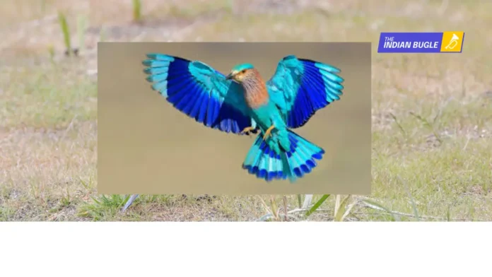 The spiritual significance of the Neelkanth bird (Indian Roller) on Dussehra or Vijayadashami.