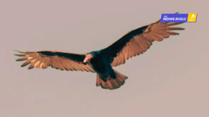 The Epic Journey of Marich: Injured Vulture From Vidisha Flies 15,000 km