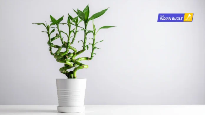 Meaning of Bamboo Stalks in Feng Shui: What Each Number Symbolises