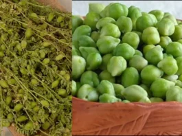 Green Chana: The Seasonal Superfood of Winter – Benefits, Availability and Complete Guide