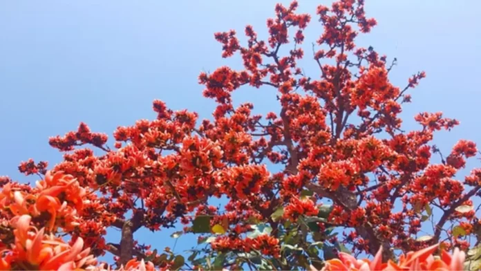 Palash Flower in Jharkhand: Why Forests Turn Red in March and April