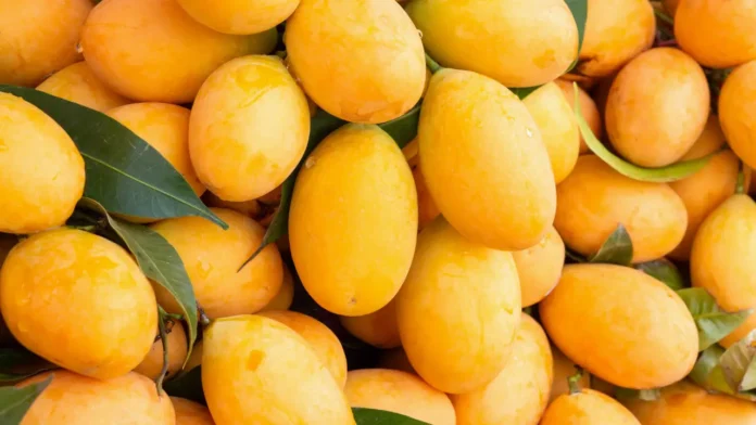 Which country is the largest producer of mangoes in the world?