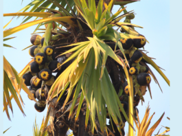 Taadsaj (Ice Apple) — Nature's Most Underrated Summer Fruit