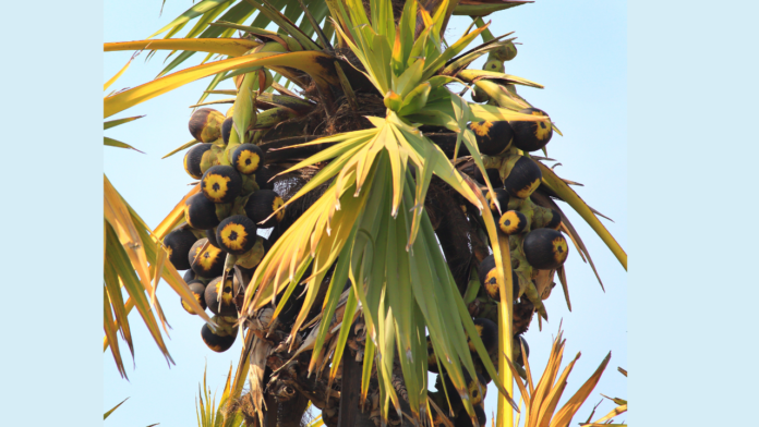 Taadsaj (Ice Apple) — Nature's Most Underrated Summer Fruit