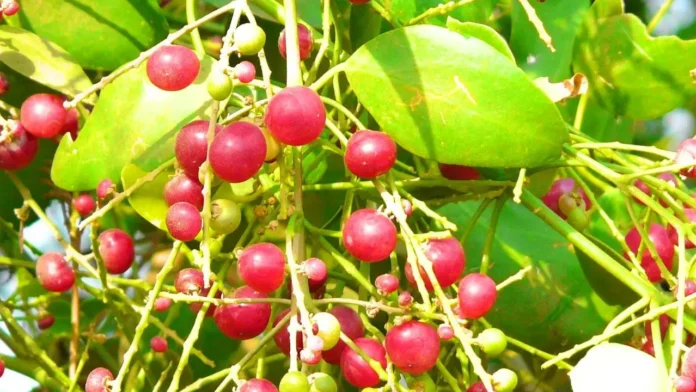 The ‘Grape of the Desert’ That Helps People Survive Jaisalmer’s Scorching Heat