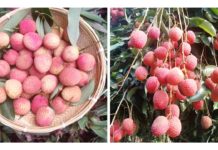 Assam’s GI-Tagged Tezpur Litchi Exported to Dubai for the First Time, Boosting Farmers’ Prospects Assam’s GI-Tagged Tezpur Litchi Exported to Dubai for the First Time, Boosting Farmers’ Prospects