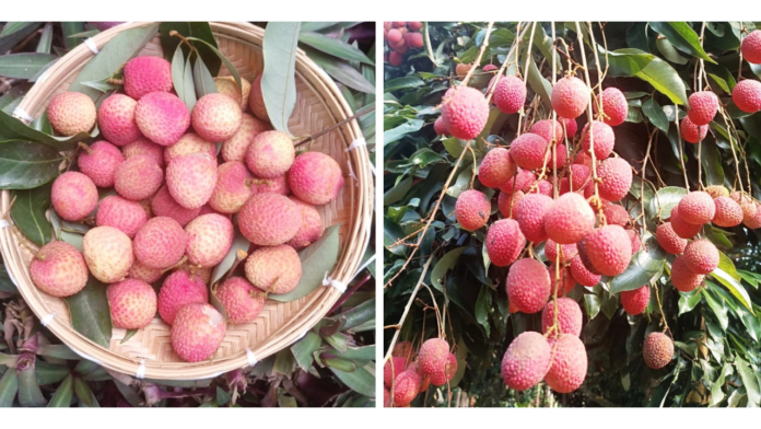 Assam’s GI-Tagged Tezpur Litchi Exported to Dubai for the First Time, Boosting Farmers’ Prospects