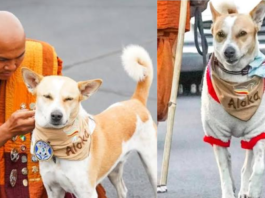 Who Is Aloka? The Indian Street Dog Who Walked 2,300 Miles Across America and Returned Home a Global Hero India's Own Peace Dog Comes Home — And Brings a Mirror With Her