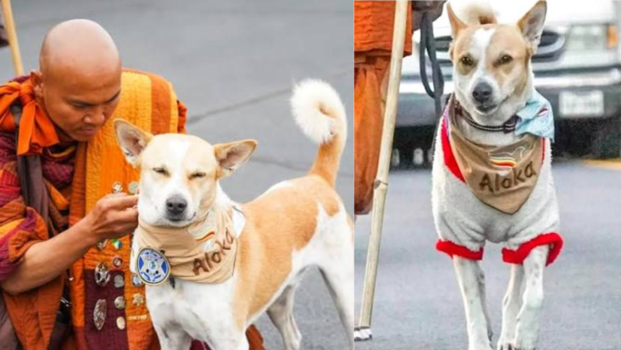 India's Own Peace Dog Comes Home — And Brings a Mirror With Her